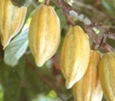 10,000 hectares of Cocoa trees to go