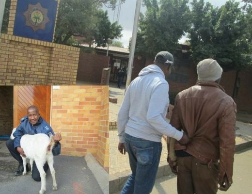 33-year-old man arrested for raping his neighbour's pregnant goat