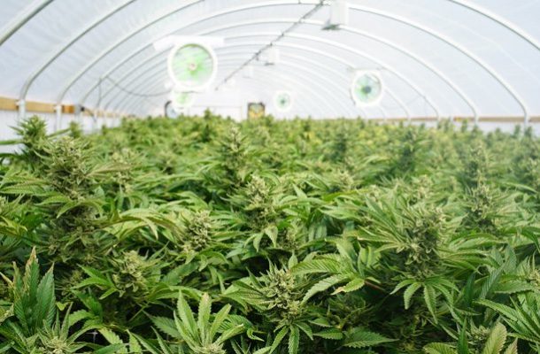 Marijuana Farm destroyed, one arrested