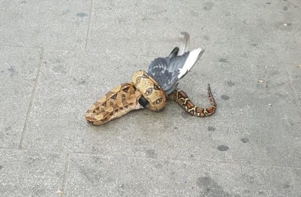 Snake filmed eating pigeon in London street