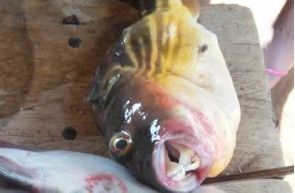 Donkorkrom: Two dead, four in critical condition after consuming puffer fish