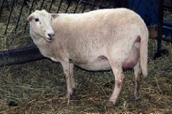 A/R: Boy, 17, caught sleeping  with a pregnant sheep