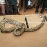 V/R: Man kills giant snake trying to swallow his daughter