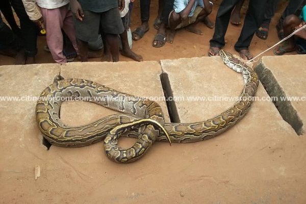 V/R: Man kills giant snake trying to swallow his daughter