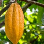 Ghana, Ivory Coast cocoa plan to have limited effect on world prices – Report