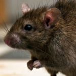 U.S. airport battling rat infestation