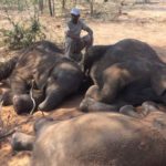 Over 85 elephants killed near Botswana wildlife sanctuary