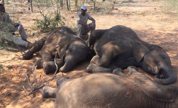Over 85 elephants killed near Botswana wildlife sanctuary
