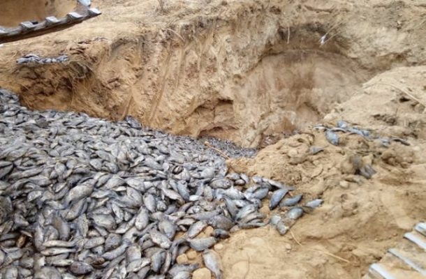 Mystery tilapia death: Fisheries Minister shuts Fujian farm; dead tilapia buried 