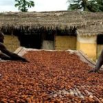 Ghana maintains cocoa producer price at GH₵7,600 per tonne