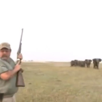 HORRIFYING VIDEO: Elephants charge at hunters after they shoot and kill one of them in Namibia