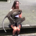 VIDEO: Woman embarrassed as two monkeys climb on her lap and began having sex