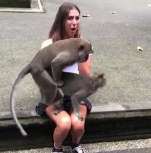 VIDEO: Woman embarrassed as two monkeys climb on her lap and began having sex