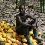 Govt maintains producer price of cocoa as new season begins Friday
