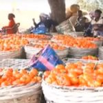 Price of tomatoes increased by 31% in September - Esoko