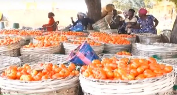 Price of tomatoes increased by 31% in September - Esoko