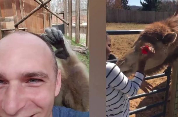 Video: Funny! Damn these animals! He forgot to be mistreated