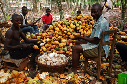 Cocoa farmers plead for the release of cocoa money