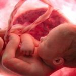 Life in the Womb: Breathtaking video shows 9 months in under 5 minutes