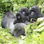 Congo to Destroy UNESCO World Heritage Sites in search for Oil