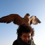 World Falconry Day: Eagle and falcons soar over desert show