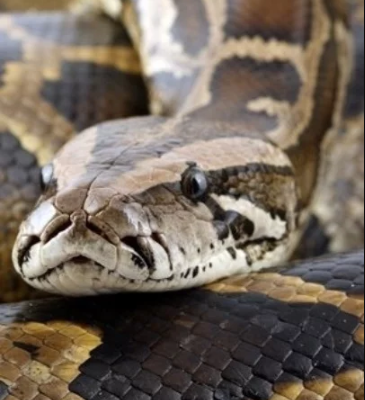 SHOCKER: Woman cries as snake given to her by native doctor to make her rich starts having sex with her