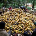 Domestic cocoa processing hits 300,000 toonnes