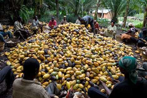 Domestic cocoa processing hits 300,000 toonnes