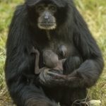 37-year old Ape on Birth Control SHOCKS zookeepers by Giving Birth