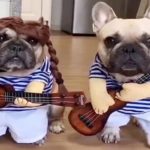 Video: Funny!, Dogs in Halloween costumes!