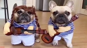 Video: Funny!, Dogs in Halloween costumes!