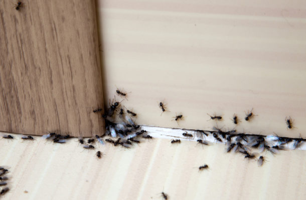 Smart ways to get rid of insects in your home without killing them