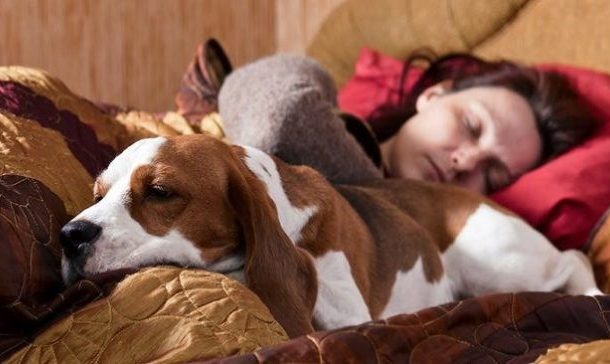 7 Things that happen when you share your bed with your dog