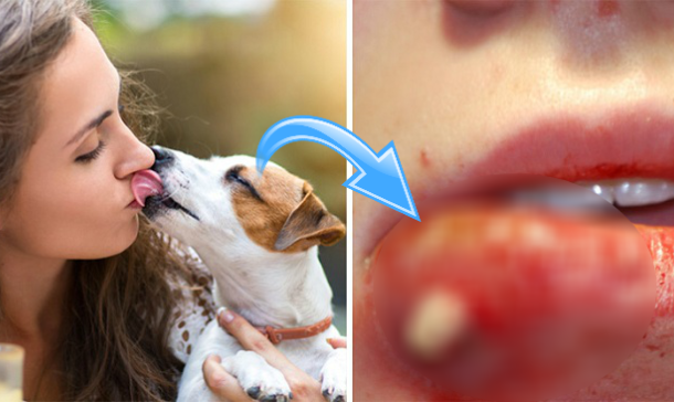 Incredible reasons you should never allow you dog lick your mouth