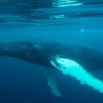 Japan to restart commercial whale hunt