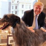 Trump bans eating of dog, cat meat in U.S.