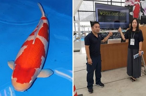 World’s most expensive live fish bought for a $1.8m