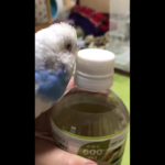 Let Me Get That For You: Cute Little Parrot Opens Bottle of Water