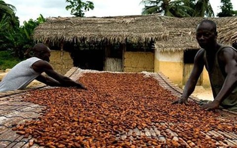 COCOBOD CEO warns of troubling times for cocoa sector if…