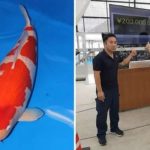 World’s most expensive live fish bought for a whopping $1.8m