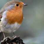 Robins v Robins: Can you name the other animal nicknames of EFL clubs?