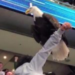 Huge bald eagle lands on US football fans