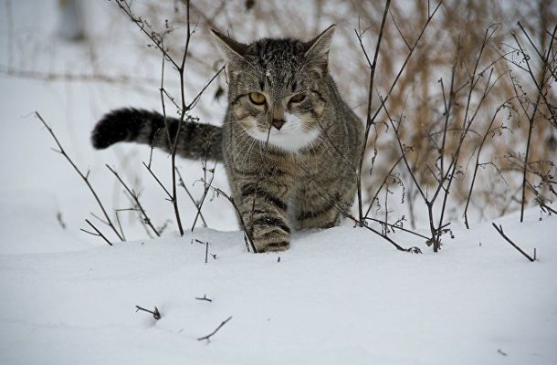 Int'l Conflict: Russian Cat Fighting With Fox Over Sausage on Border (VIDEO)