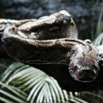 'It Was Only Natural': Massive Carpet Python Eats Family's Pet Cat in Australia
