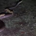 The Toads' Wild Ride: Hoppers Hitch a Lift Atop Slithering Aussie Snake