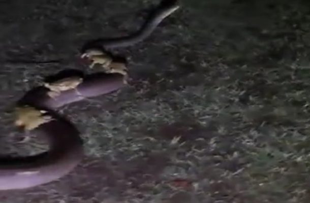 The Toads' Wild Ride: Hoppers Hitch a Lift Atop Slithering Aussie Snake