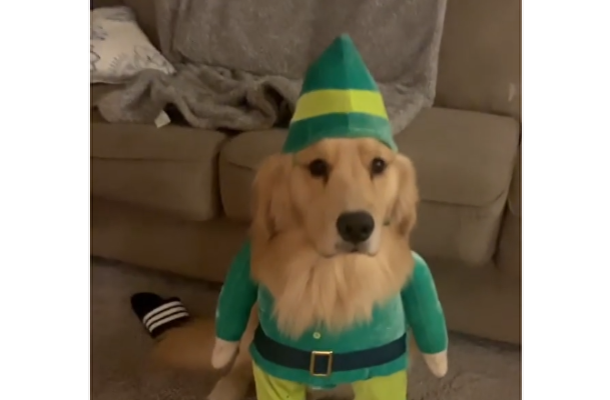Dress to Impress: Golden Retriever Opts for Elf's Outfit for Christmas Party
