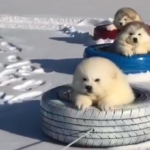 Trio of Adorable Dogs Enjoy Riding in the Snow