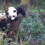 'Kung Fu Pandas' Battle it Out for Tree
