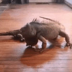 New Year, New Boundaries: Iguana Tussles with Stuffed Animal Over Territory